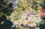 023-Japanese Tea Garden